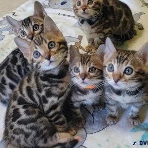 Registered Pure Bengal kittens.