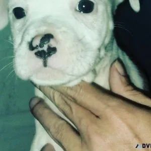 PITBULL PUPPIES MALE AND FEMALE