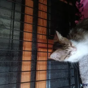 8 week old kittens
