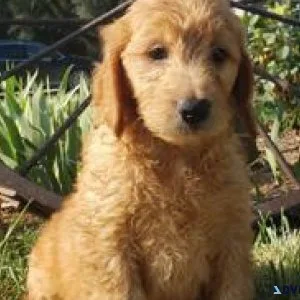 Goldendoodle Puppies for sale