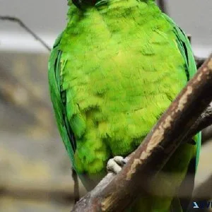 Black-billed Amazon Parrot