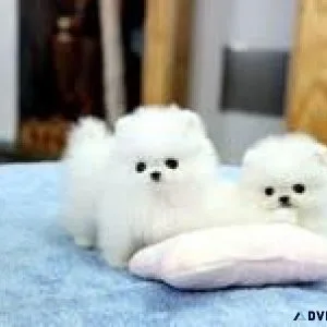 FEMALE POMERANIAN PUPPY - CKC REGISTERED