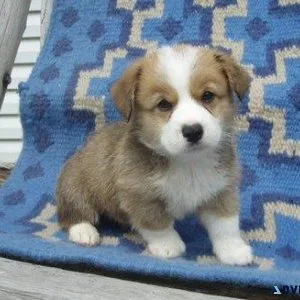 byry Pembroke Welsh Corgi puppies