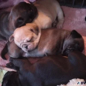 Pug Puppies