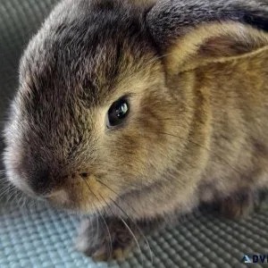 9 week old bunny