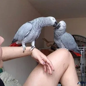 Super Friendly African Grey Parrots-Congo