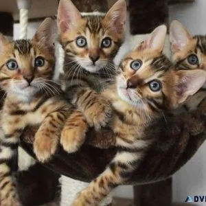 mD Bengal kittens