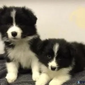Border Collie pups for Adoption Ready