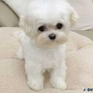 ...Awesome T-Cup Maltese Puppies Available...