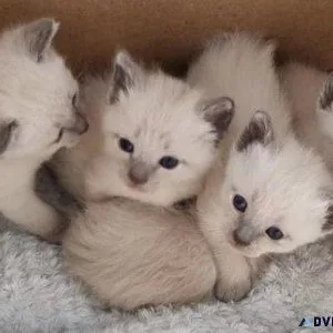 Beautiful traditional pedigreeGCCF registered Siamese kits