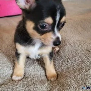 Pre-spoiled Chihuahua Puppies