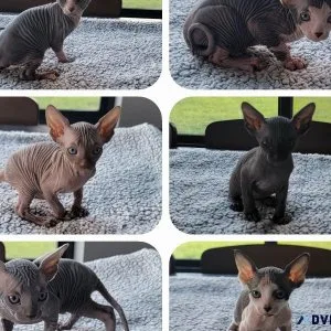 Sphynx Kittens