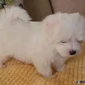 bhrtjt Maltese puppies