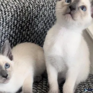 Stunning Siamese kittens blue point