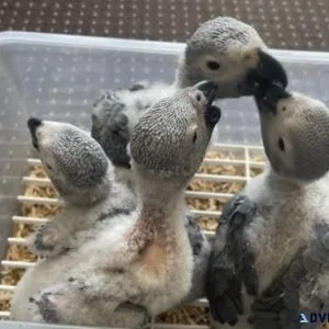 Babies African Grey Parrots available