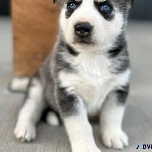 Registered Siberian Huskies