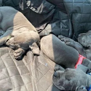 Lovely Great dane puppies available now