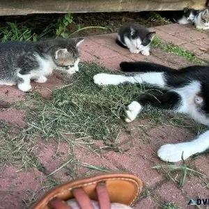 Kittens