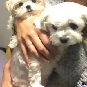 Wonderful Precious Maltese Puppies