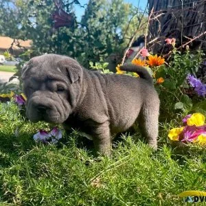 Available Chinese  Shar Pei