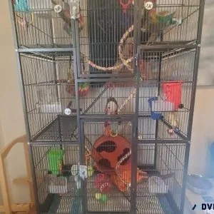 Sugar glider