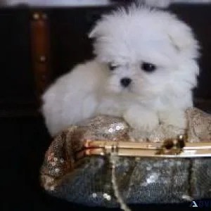 Teacup Maltese Puppies For Adoption.