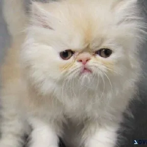 Persian kittens