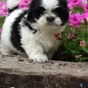 Male and female Shih Tzu Puppies