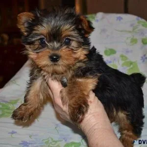 bsrt Yorkshire Terrier pups