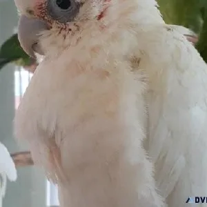 Bare Eyed Cockatoo Baby