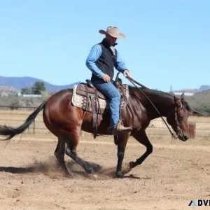 5 Year Old AQHA Gentle Mare ShowPleasure