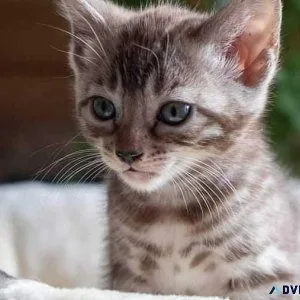 Lovely Bengal Kitten for rehoming