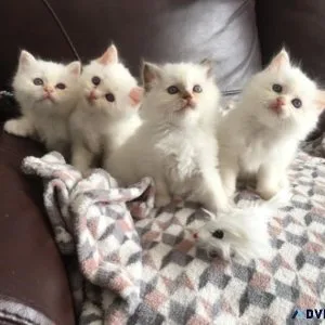 Birman Kittens.