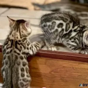 BENGAL KITTENS