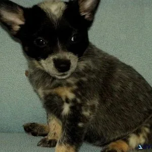 Lovely Australian Cattle DogBlue Heeler puppies