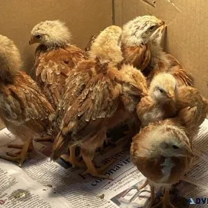 New Hampshire Red Chicks For Sale