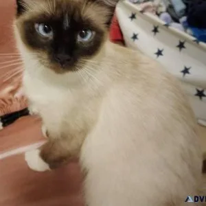 Gorgeous litter of purebred Seal point Ragdoll kittens