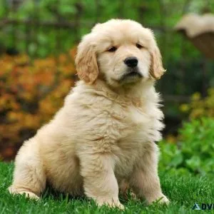 Goldern retriever  available....7300930 479