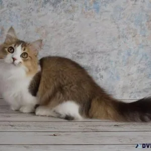 Available kitten