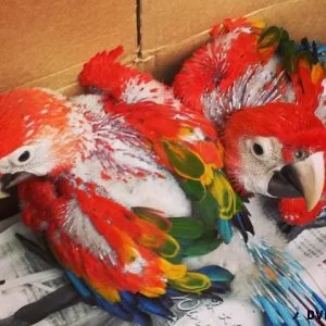 Well Tamed Babies Scarlet Macaws available