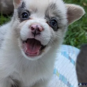 Corgi puppies