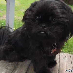 Male registered shih-tzu puppy