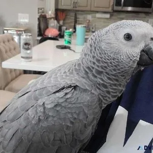 Congo African Grey Parrot