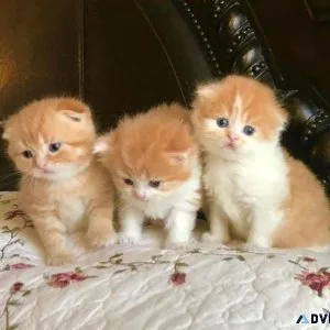 Scottish fold kittens for sale  scottish fold cattery