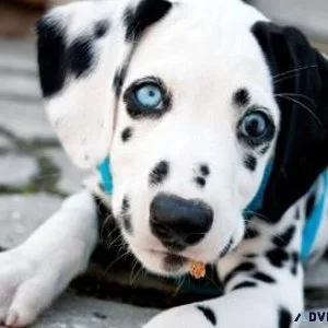Beautiful AKC reg. Dalmatian Puppies.