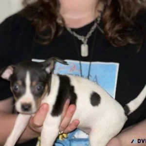 Rat Terrier Puppies
