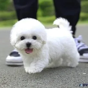 Teacup Maltese puppies male and female