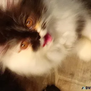 Persian kittens