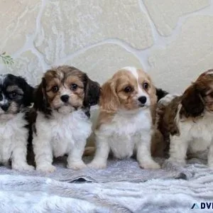 Sweet Cavachon Puppies For Sale