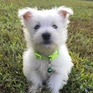 Gorgeous West Highland White Terrier Puppies